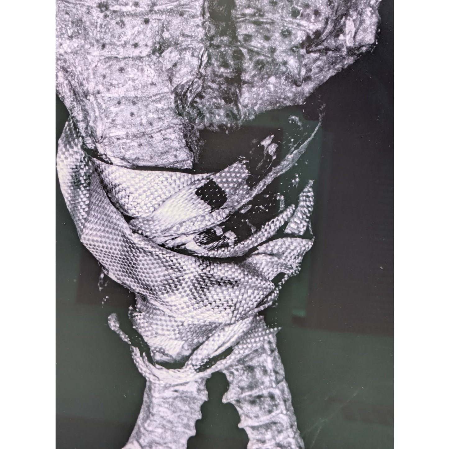Christian Gaul Seahorse | Limited Ed. Photo Print 1/25 | 1500 Gallery