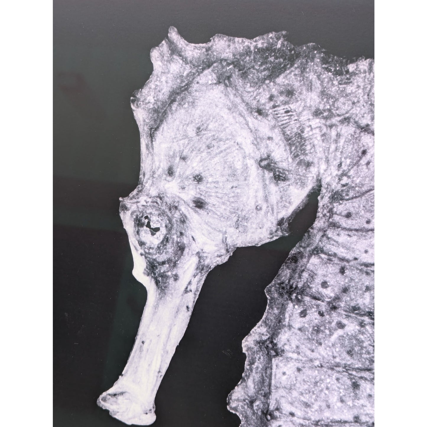 Christian Gaul Seahorse | Limited Ed. Photo Print 1/25 | 1500 Gallery