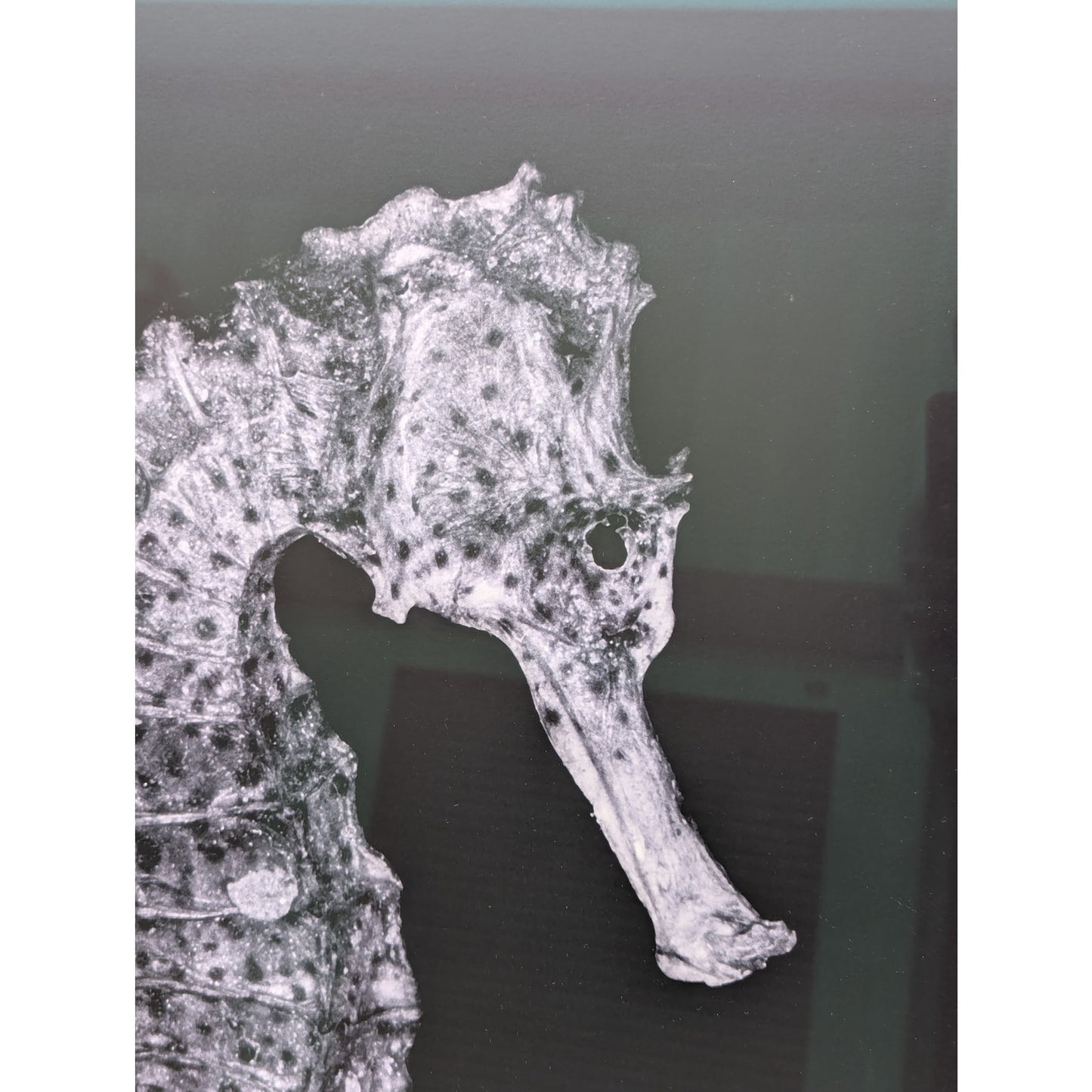 Christian Gaul Seahorse | Limited Ed. Photo Print 1/25 | 1500 Gallery