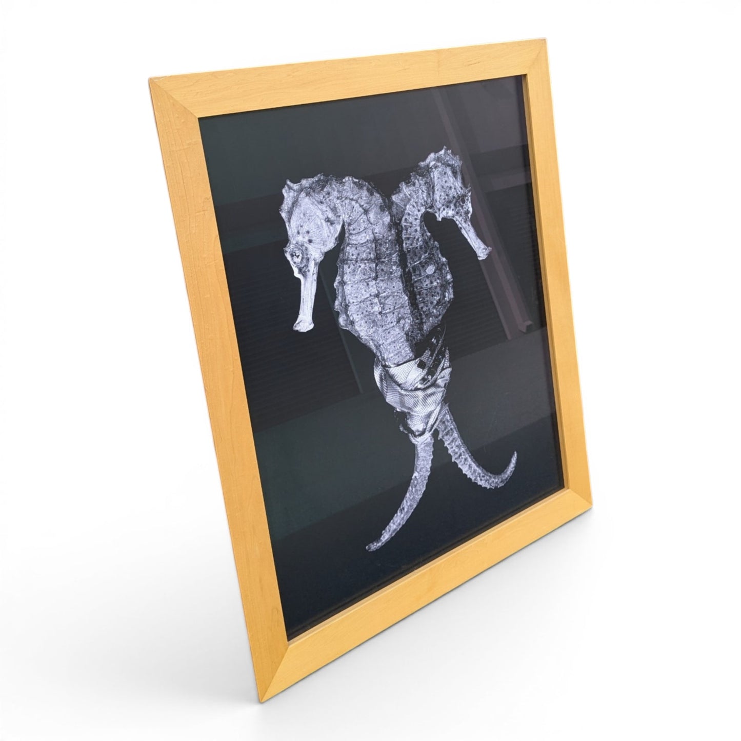 Christian Gaul Seahorse | Limited Ed. Photo Print 1/25 | 1500 Gallery