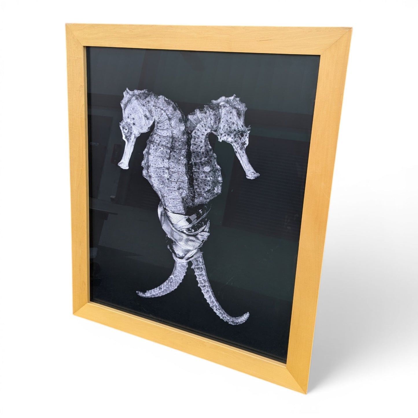 Christian Gaul Seahorse | Limited Ed. Photo Print 1/25 | 1500 Gallery