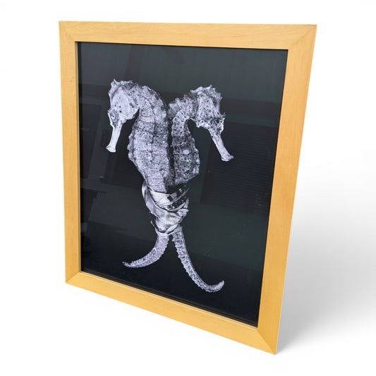Christian Gaul Seahorse | Limited Ed. Photo Print 1/25 | 1500 Gallery