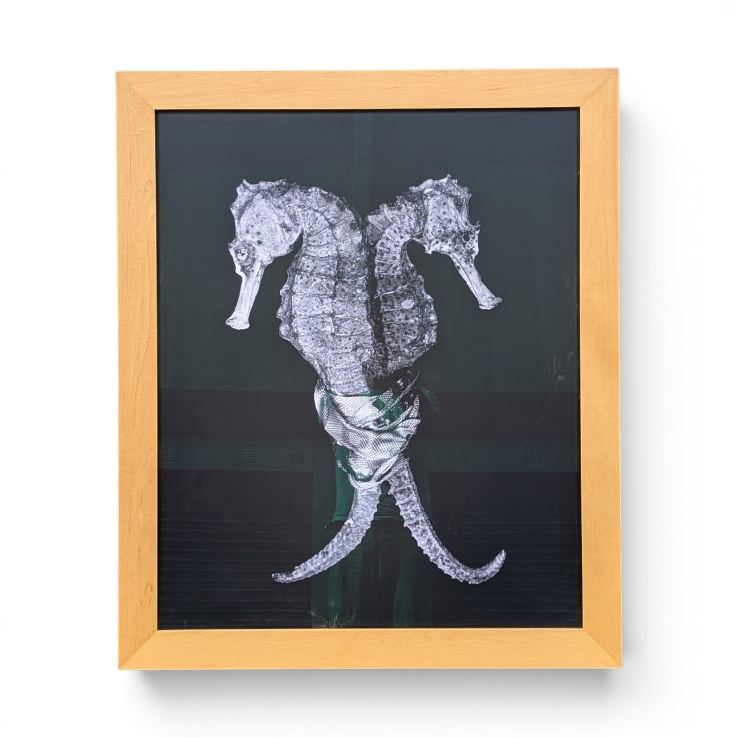 Christian Gaul Seahorse | Limited Ed. Photo Print 1/25 | 1500 Gallery